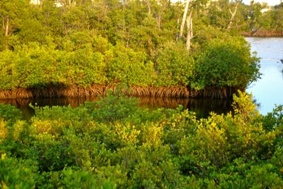 jupiter inlet mangrove hammock